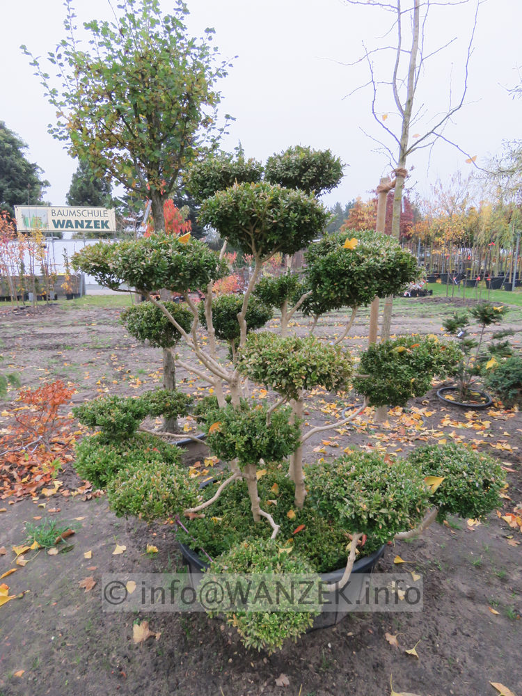 Buchsbaum Solitaer-Bonsai 01.JPG